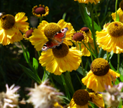 Helenium 'El Dorado' and Peacock butterfly